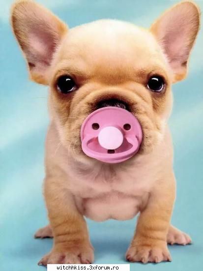 stiu si mie imi place! animale haioase